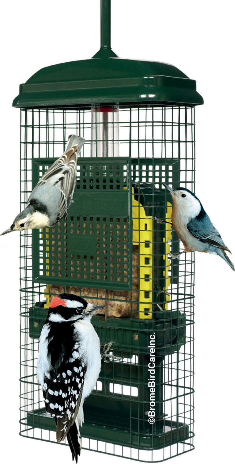 Squirrel Buster Suet Wild Bird Feeder