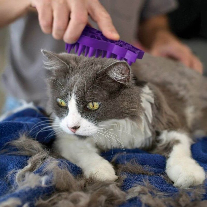 KONG Cat ZoomGroom Brush - Soft Rubber Grooming Tool for Brushing, Massaging, Bathing, and Reducing Hairballs
