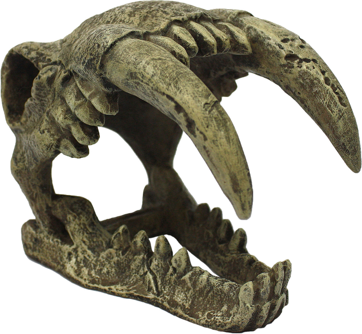 Komodo Sabertooth Skull
