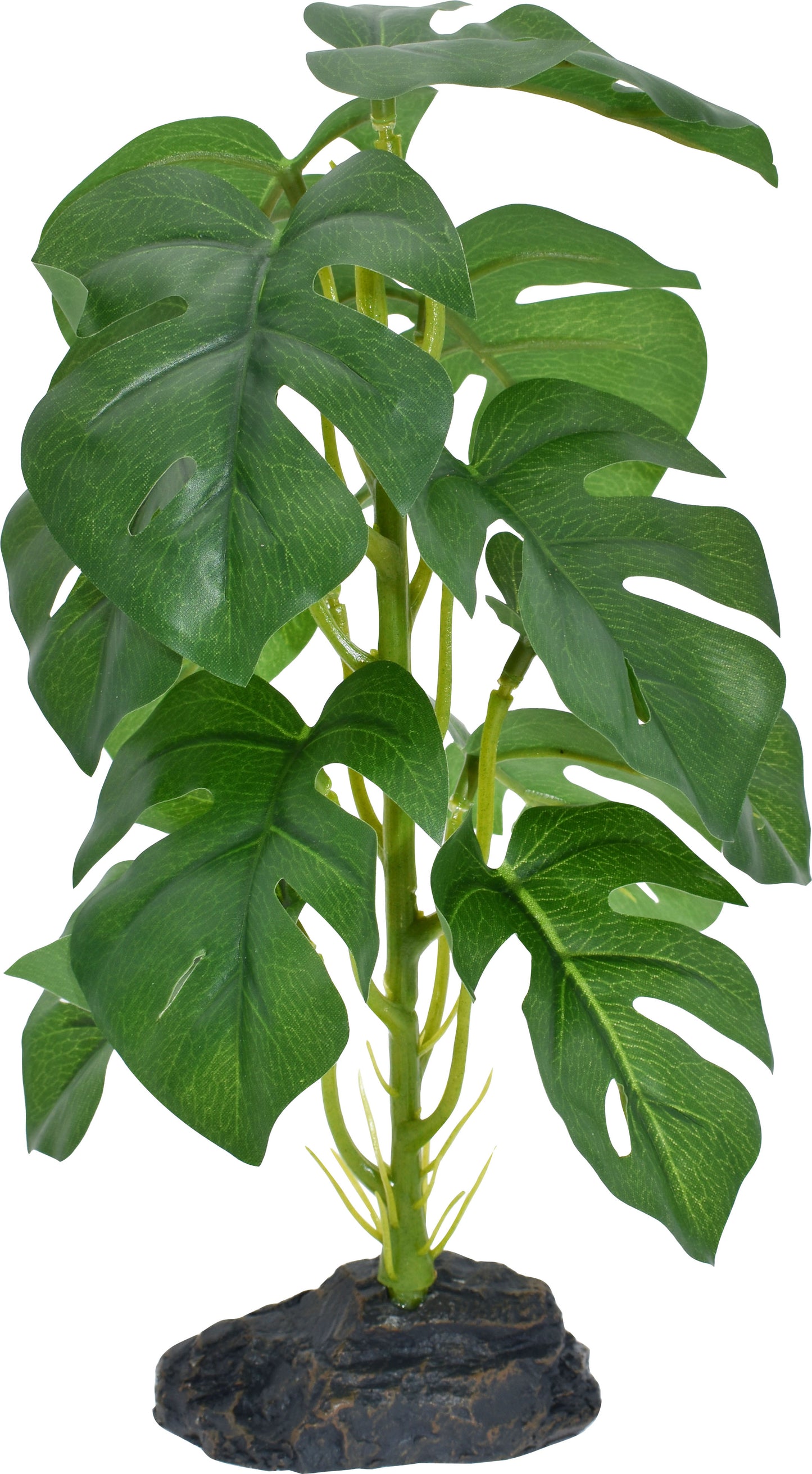 Komodo Standing Monstera Plant