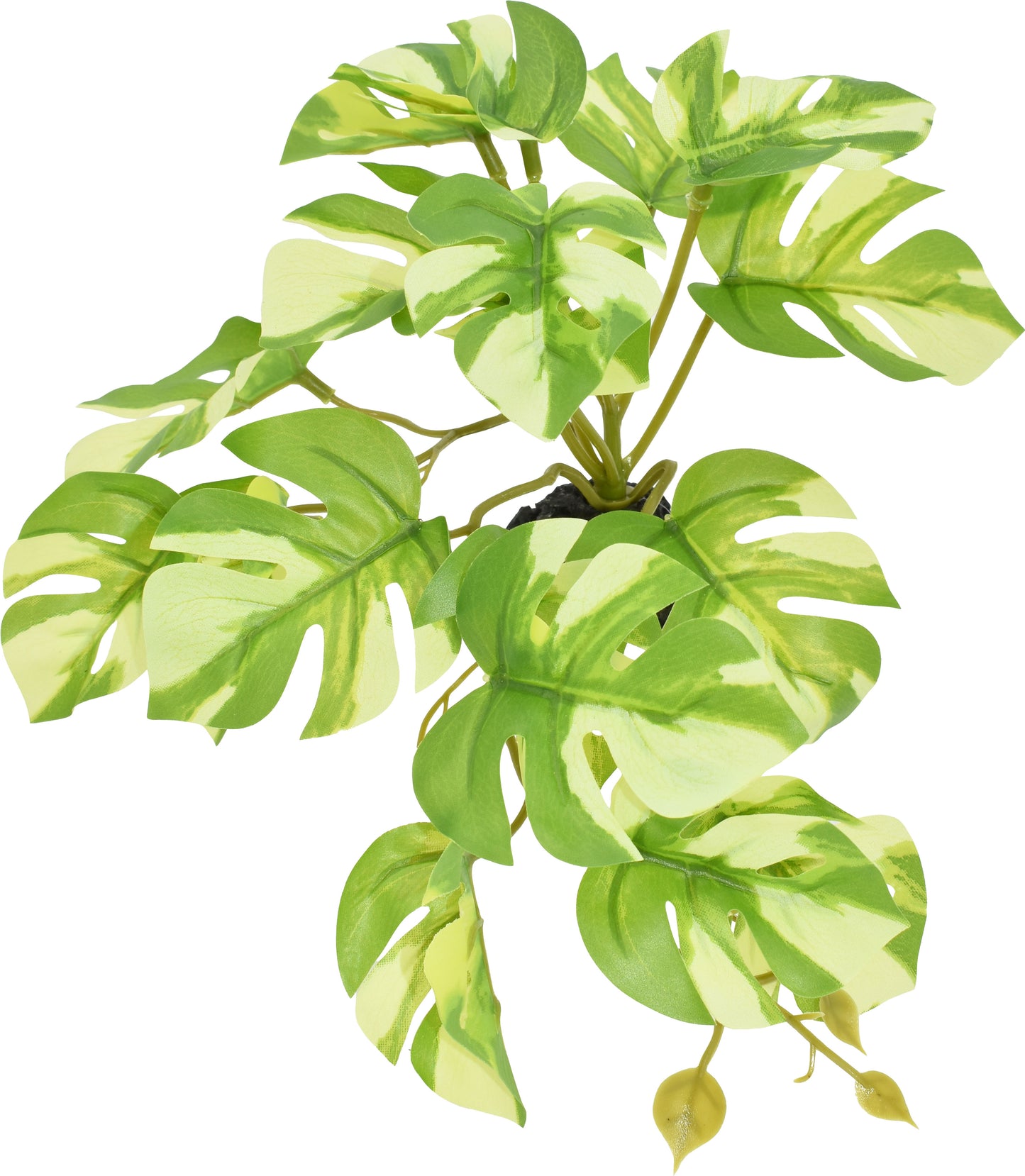 Komodo Standing Varigated Monstera Plant