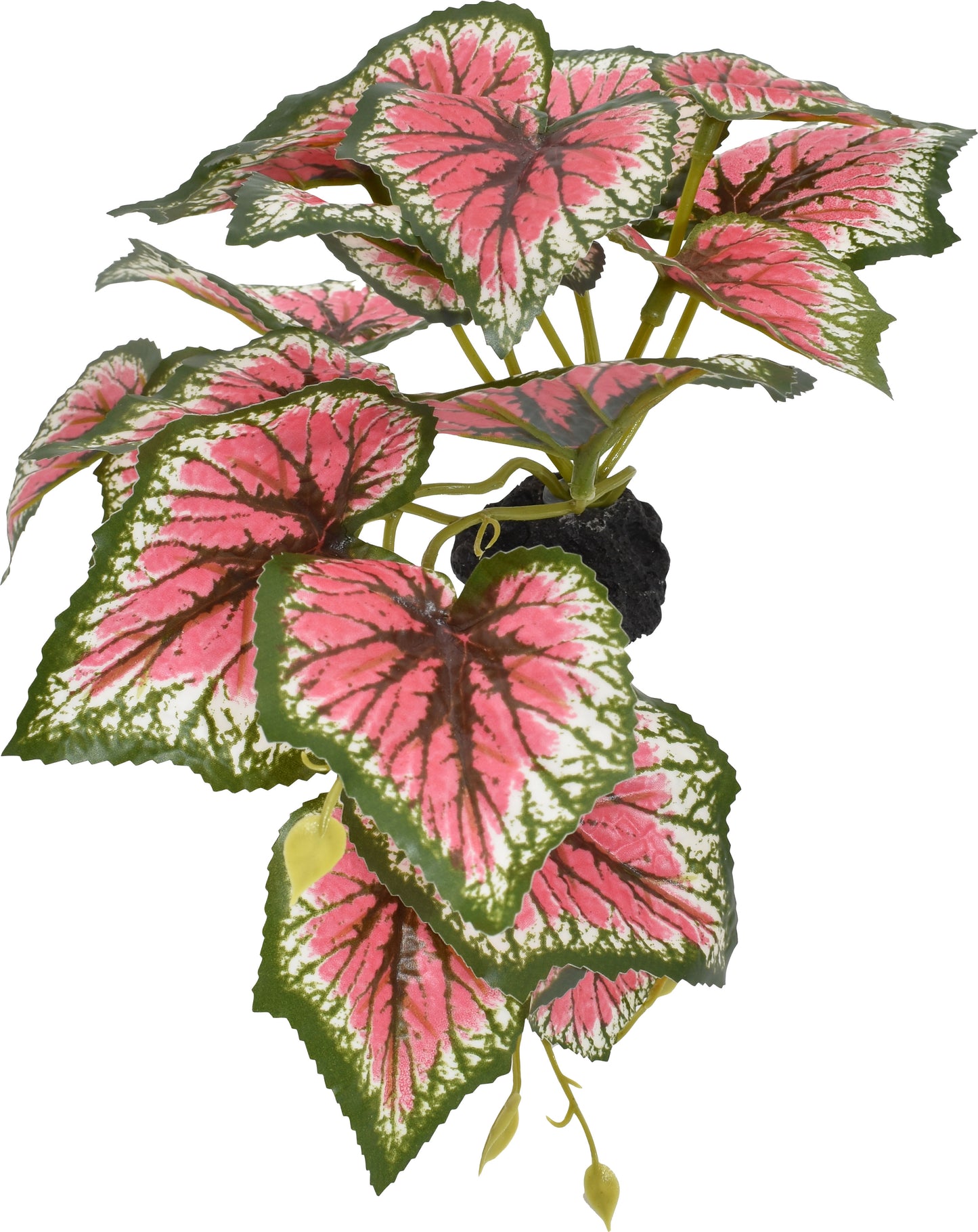 Komodo Standing Caladium Plant