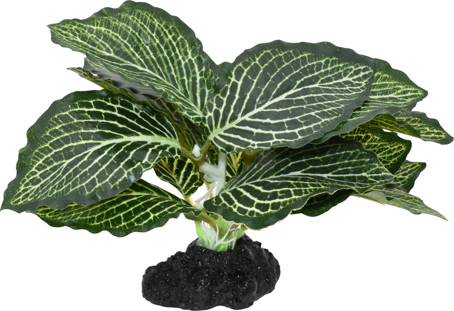 Komodo Standing Vein Plant