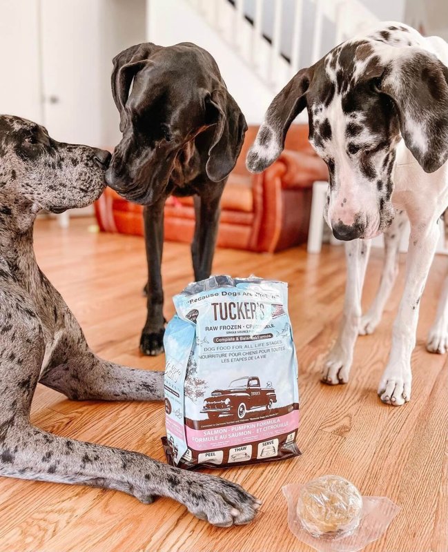 Tucker's, Frozen, Raw Dog Salmon/Pumpkin, 6 Pound