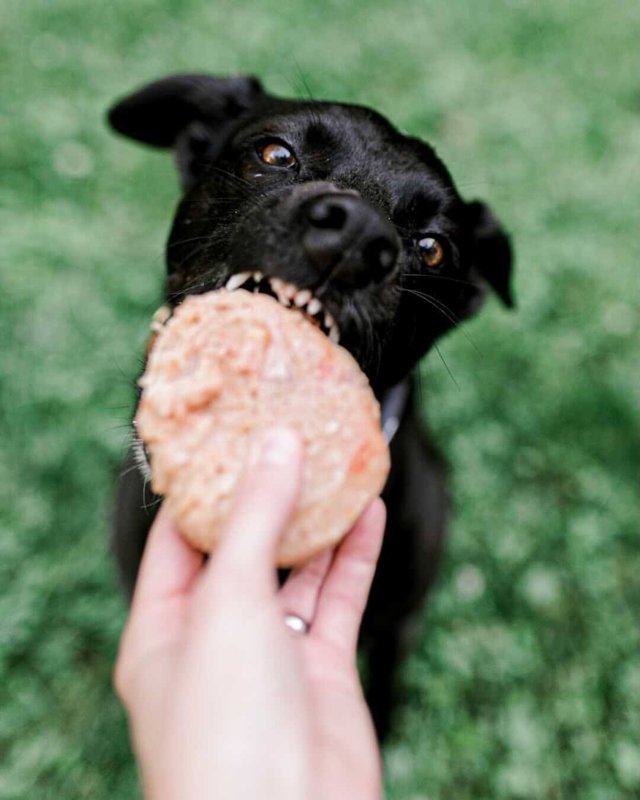 Tucker's, Frozen, Raw Dog Salmon/Pumpkin, 6 Pound