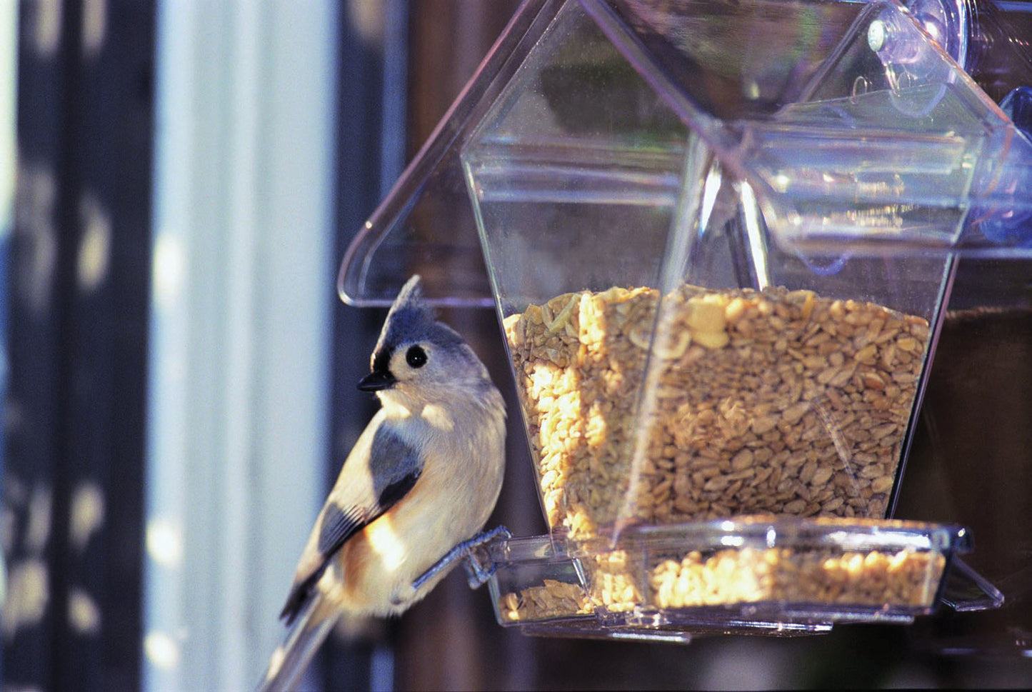 Window Cafe Bird Feeder