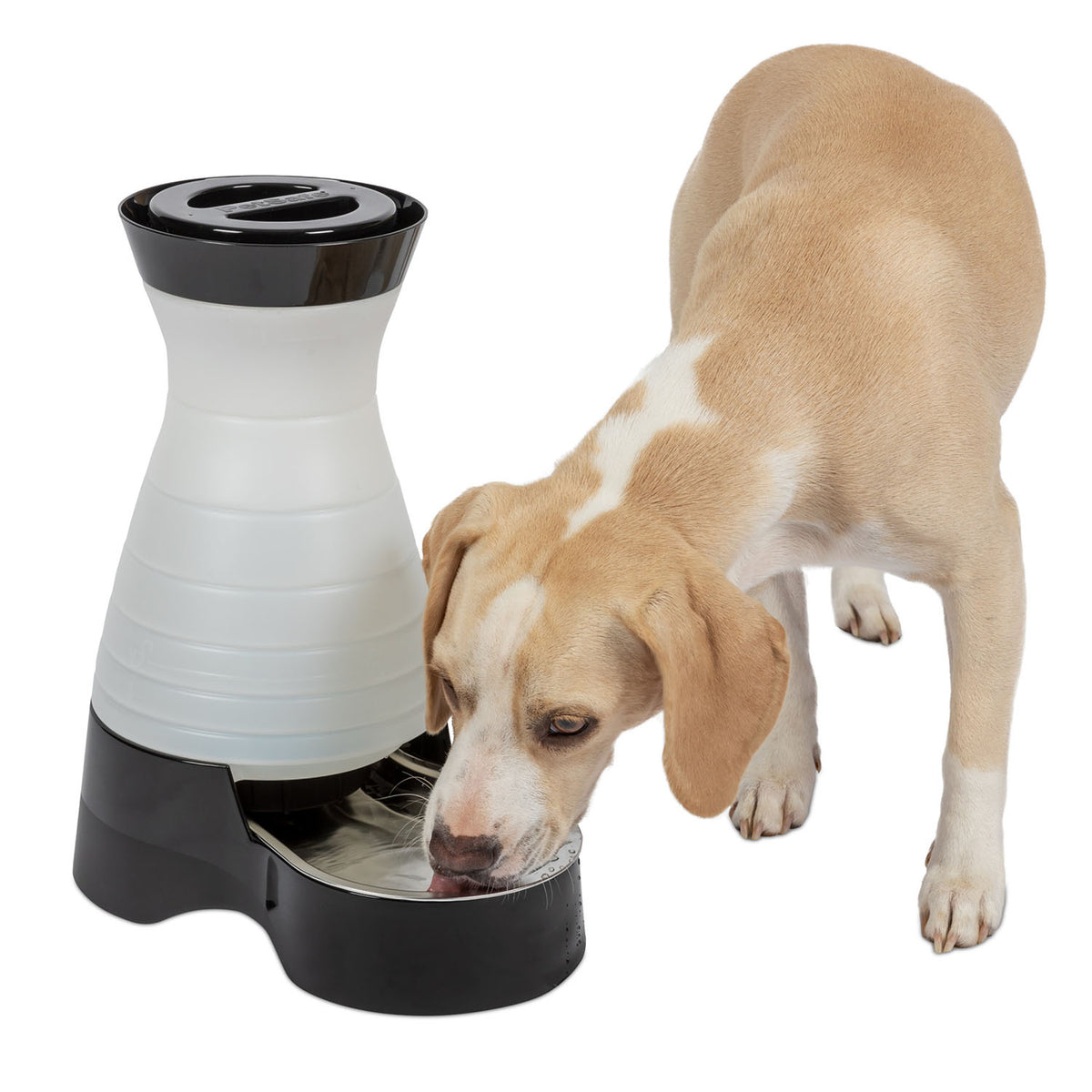 A beige dog drinks from a Petsafe Healthy Pet Water Station in black and white, viewed from the front.
