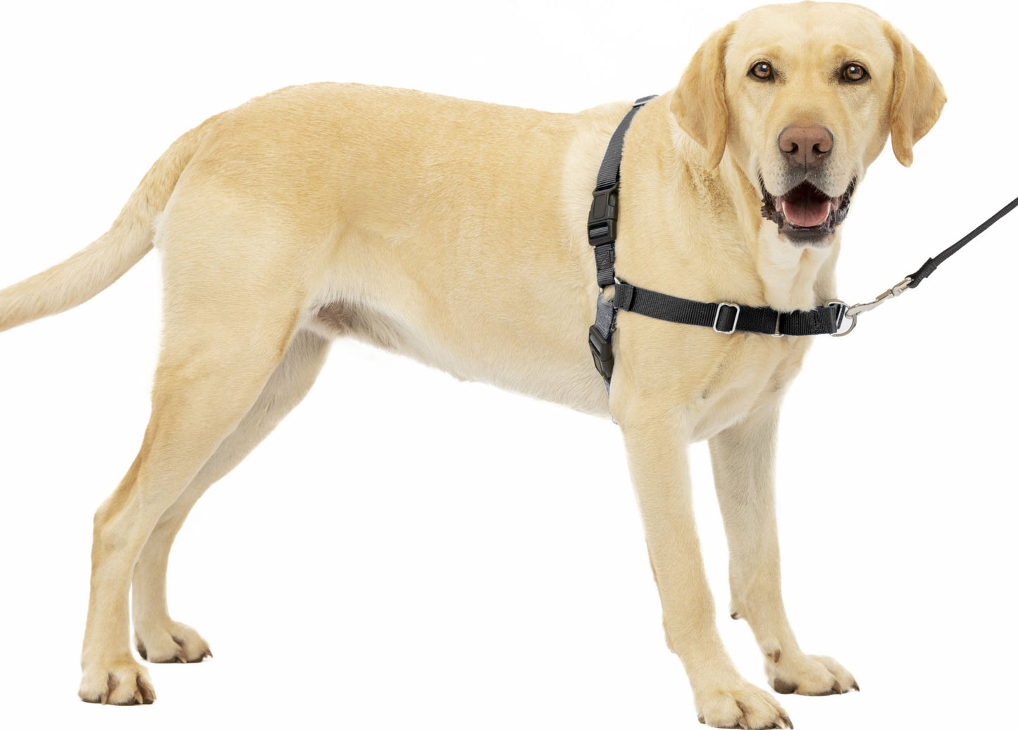 Petsafe Easy Walk Dog Harness