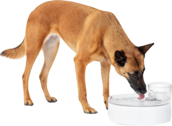 Petsafe Outlast Pumpless Pet Fountain