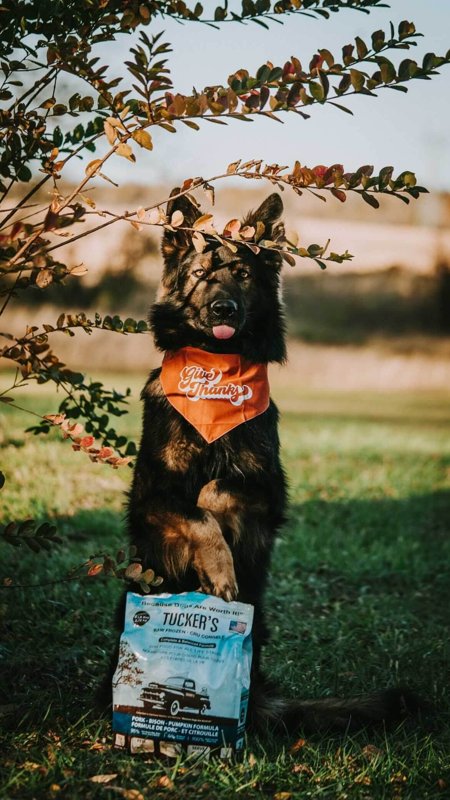 Tuckers All Natural Grain Free Raw Frozen Pork Bison Pet Dog Food, 96 Ounce