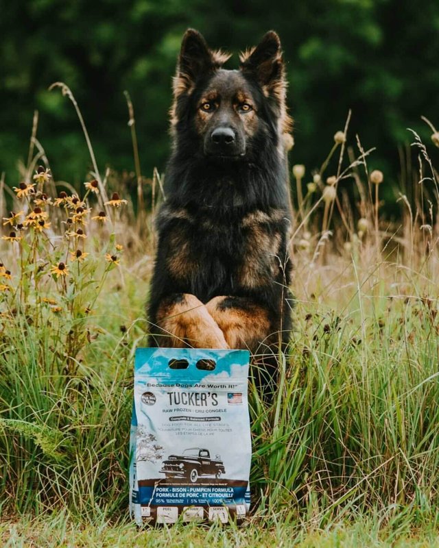 Tuckers All Natural Grain Free Raw Frozen Pork Bison Pet Dog Food, 96 Ounce