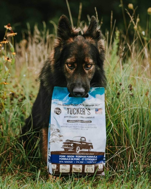 Tuckers All Natural Grain Free Raw Frozen Pork Bison Pet Dog Food, 96 Ounce