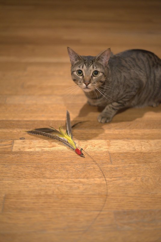Go Cat Da Bird Single Pole Teaser on 36 inch Rod