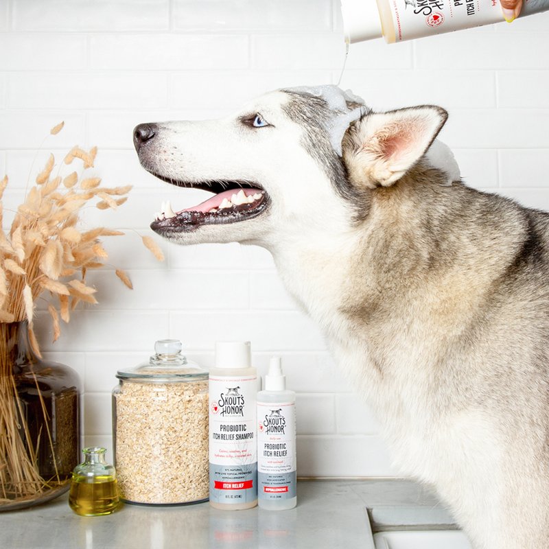 Skout's Honor Probiotic Itch Relief Shampoo for Pets - Non-Medicated, Fragrance-Free, Paraben & Sulfate-Free, with Avocado Oil & Omega 3's, 8oz