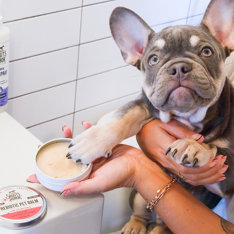 SKOUT'S HONOR Prebiotic Pet Balm - 100% Natural and Made with Manuka Honey, Soothes Dry, Itchy Paws and Noses - Safe for Cats and Dogs, 2oz