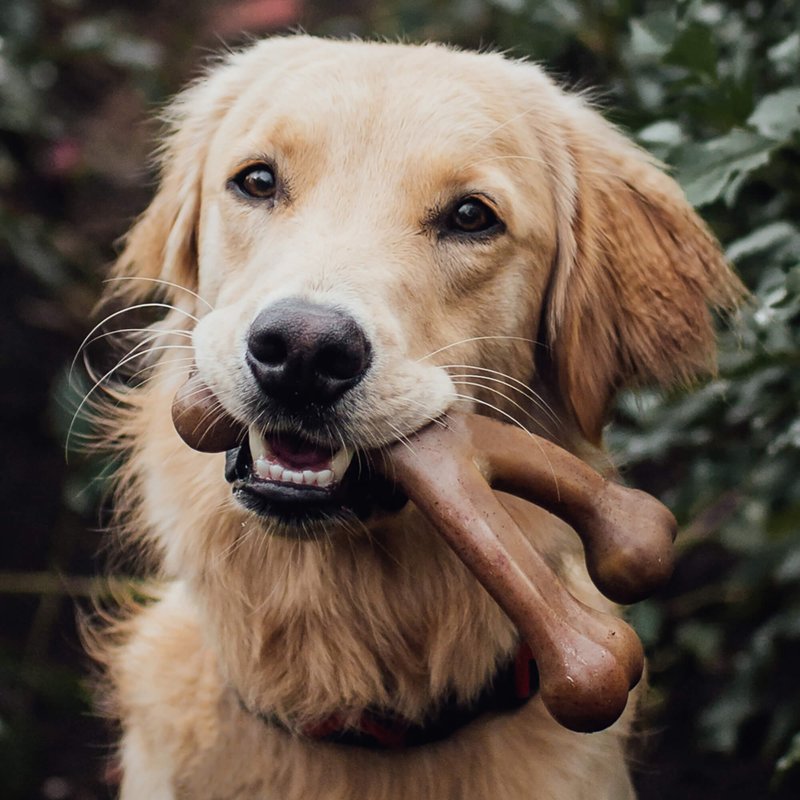 Benebone Wishbone Durable Dog Chew Toy for Aggressive Chewers, Real Chicken, Made in USA, Large