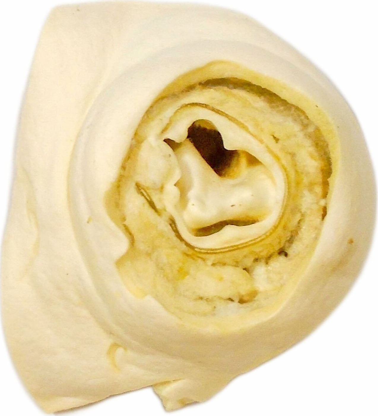 Nature'S Own Usa Not-Rawhide Donut Chew Treat (Pack Of 25)