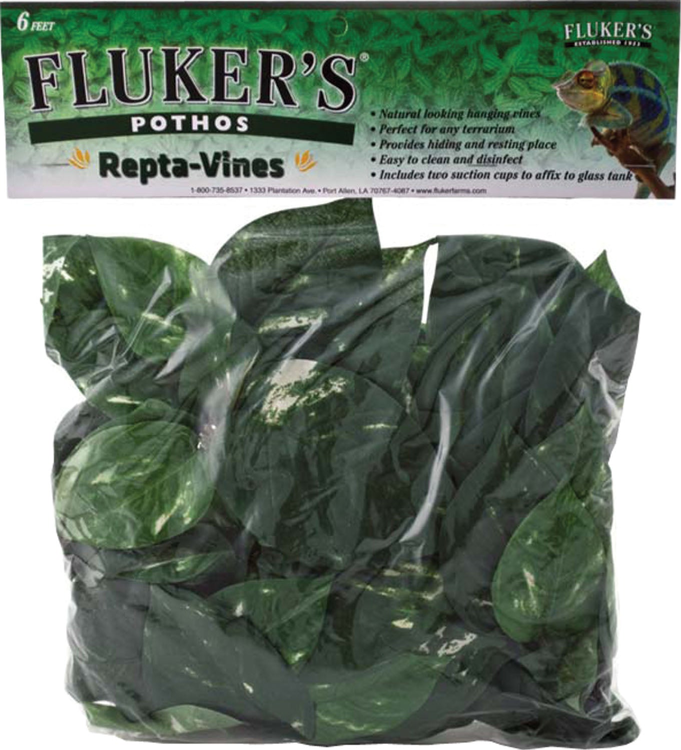 Repta Vine Pothos