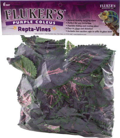 Repta Vine Purple Coleus