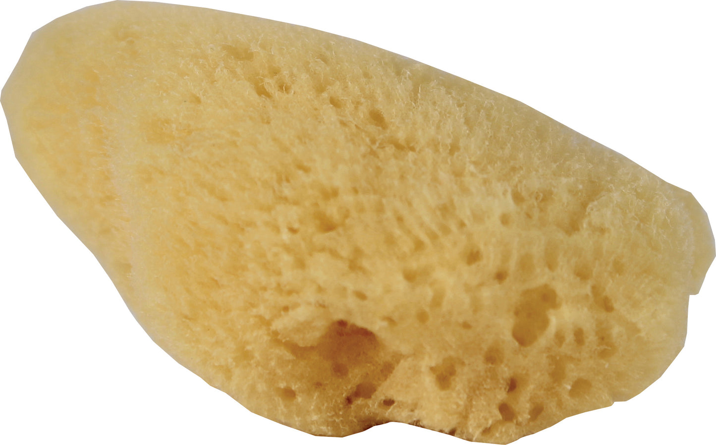 Hermit Headquarters Hermit Crab Natural Sea Sponge