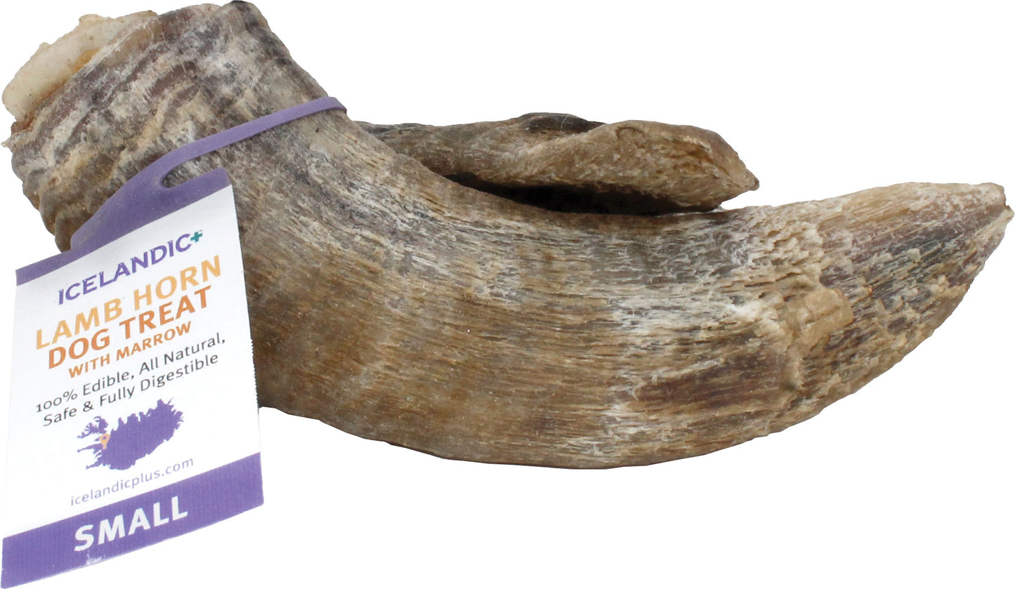 Icelandic+ Lamb Horn W/ Marrow Display Box (Pack Of 36)
