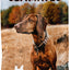Ultimates Large Breed Adult Dog Food