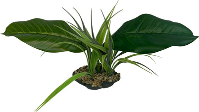 Komodo Woodland Canopy Plant
