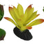 Komodo Succulent Plant