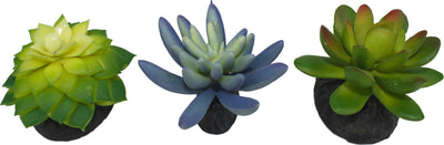 Komodo Succulent Plant