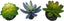 Komodo Succulent Plant