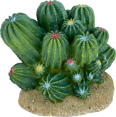 Komodo Cactus/Barrel Cactus