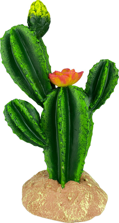 Komodo Cactus/Flower
