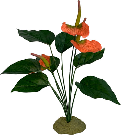 Komodo Anthurium Bush
