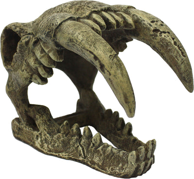Komodo Sabertooth Skull
