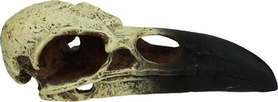 Komodo Raven Skull