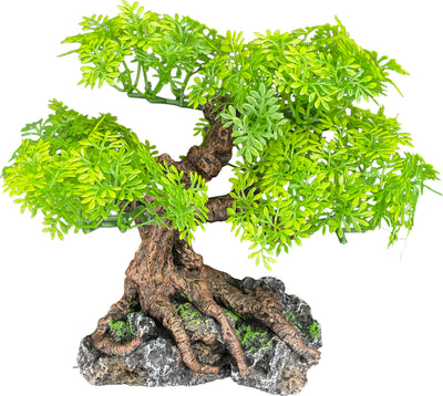 Komodo Bonsai Tree