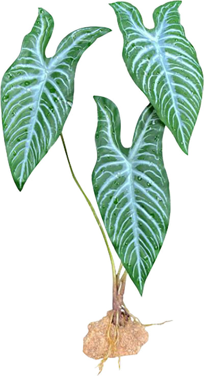 Komodo White Vein Standing Plant