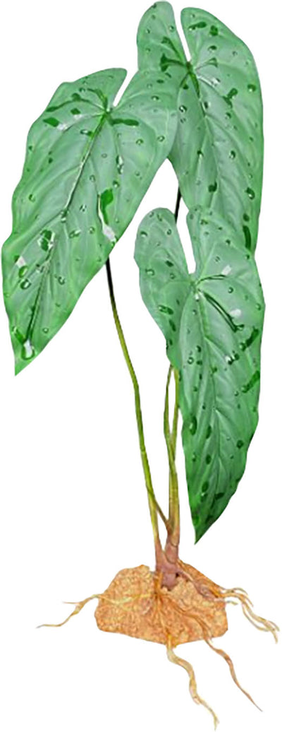 Komodo Emerald Vine Standing Plant