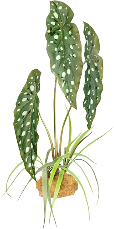Komodo Spotted Begonia Plant