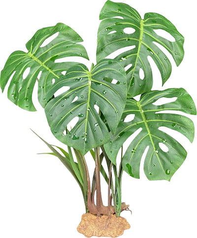 Komodo Monstera Standing Plant