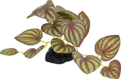 Komodo Small Standing Zebrina Plant