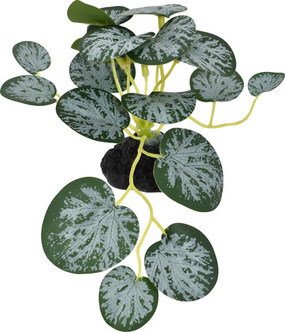 Komodo Small String Of Hearts Plant