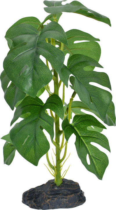 Komodo Standing Monstera Plant
