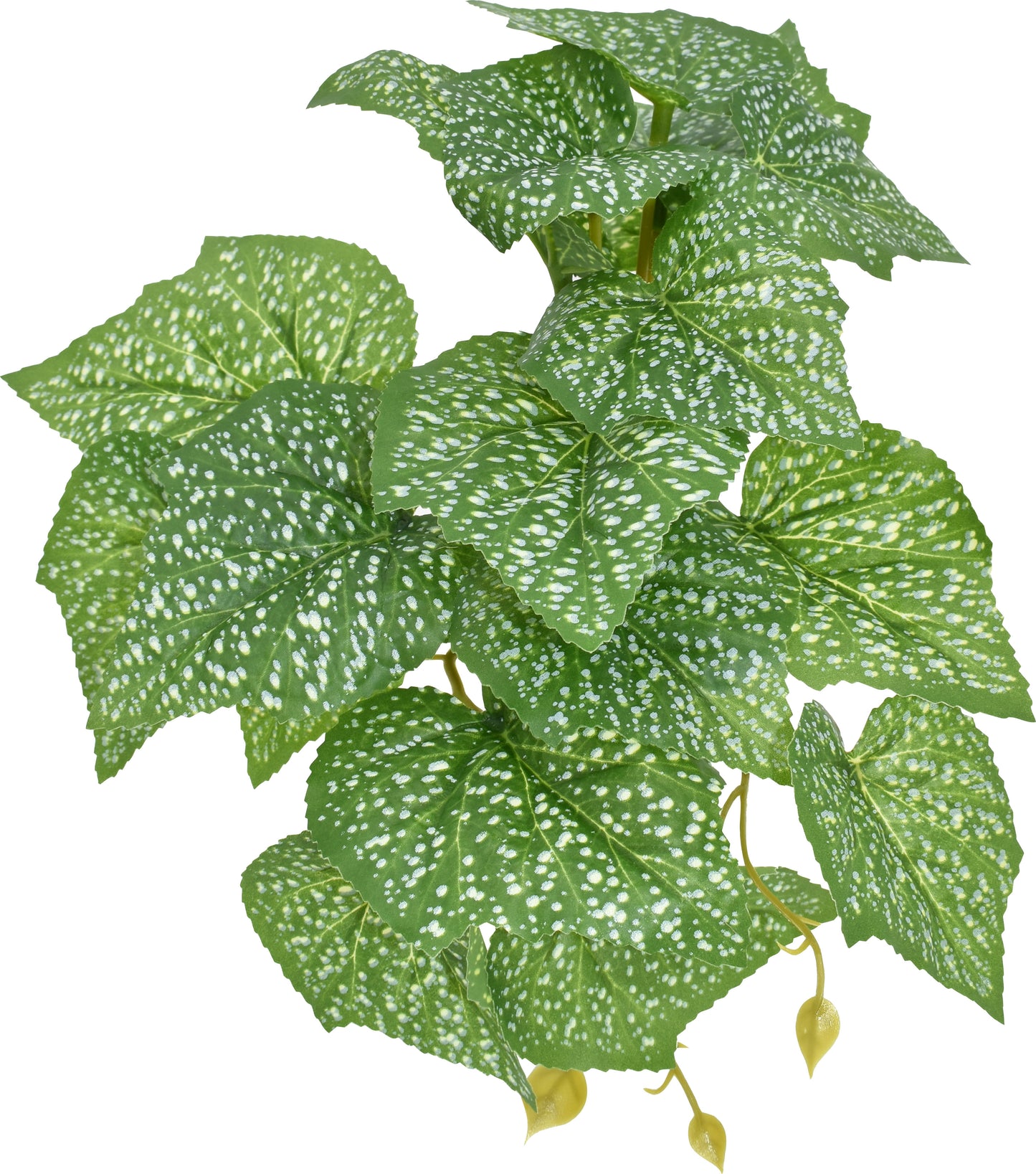 Komodo Standing Spotted Pothos Plant