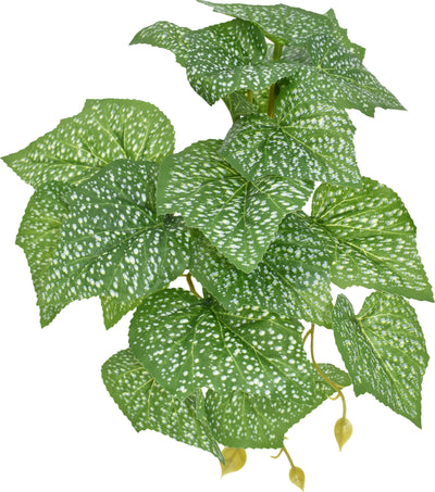 Komodo Standing Spotted Pothos Plant