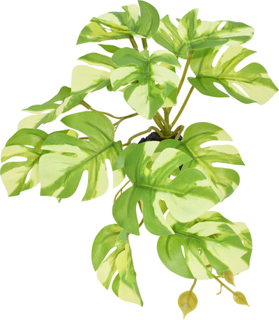 Komodo Standing Varigated Monstera Plant