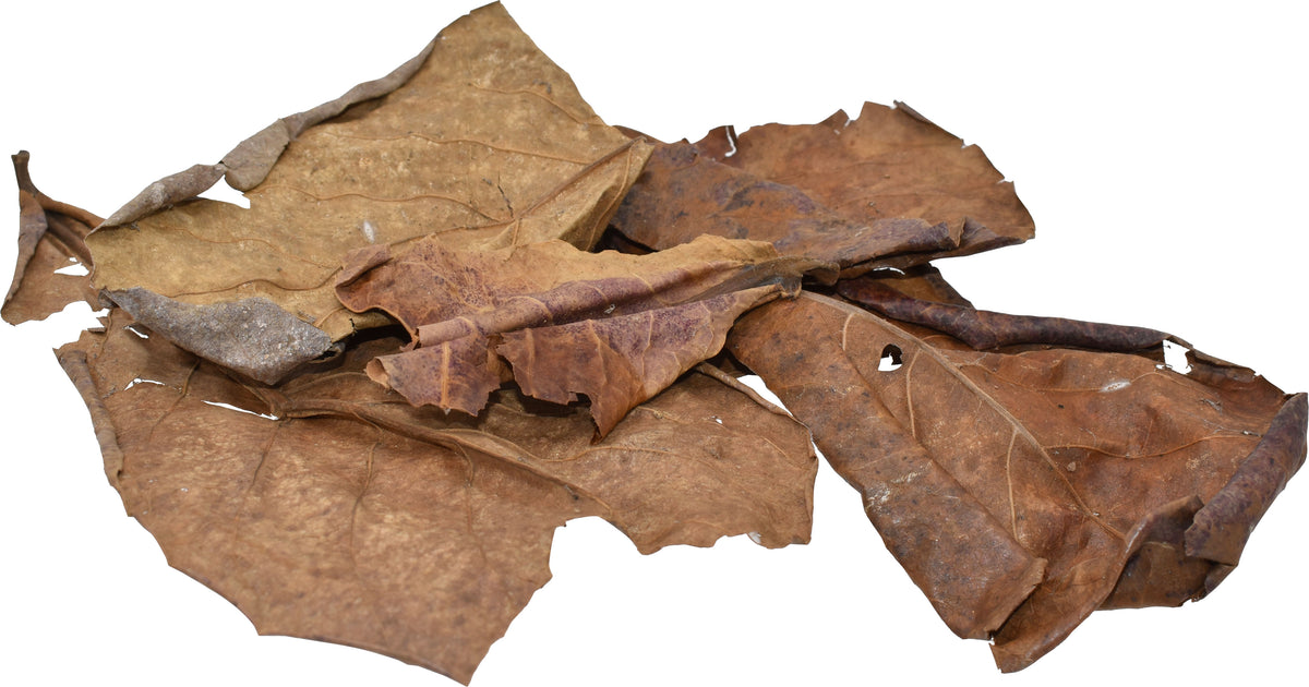 Close-up of dried brown oak leaves, no packaging visible