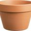 Southern Patio Azalea Clay Pot (Pack Of 5)