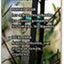 D&D Garden Packaged Hardwood Stakes
