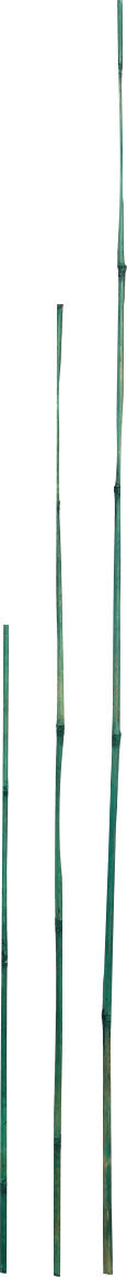 D&D Garden Packaged Bamboo Stakes